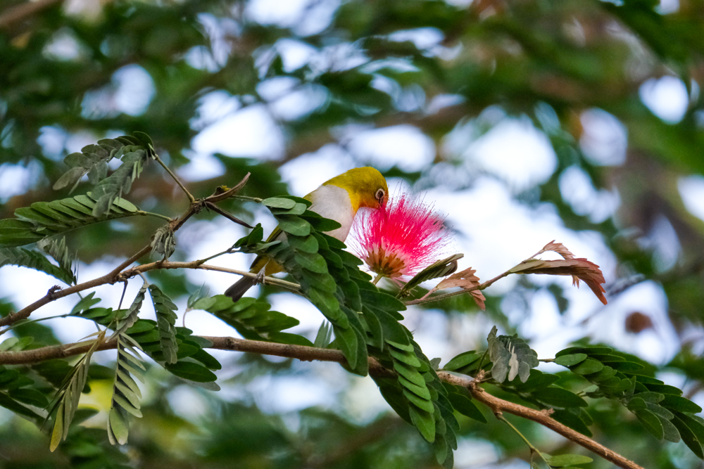 A colourful bird and flower