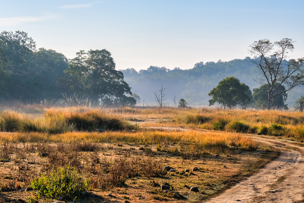 A cold misty morning in the park