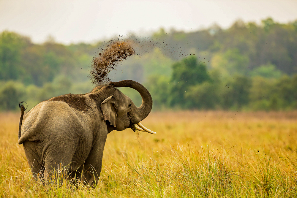 An elephant in Jim Corbett National Park