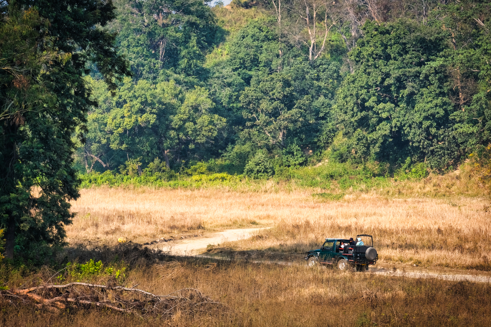 A jeep in the grasslands of Jim Corbett