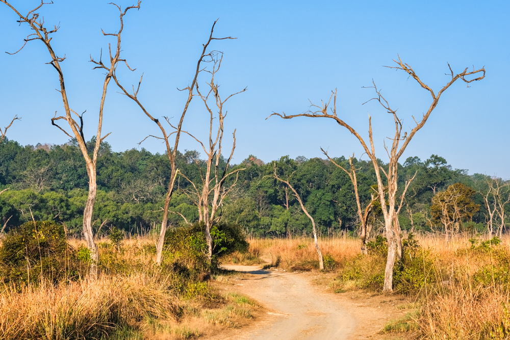 A dry landscape in the park