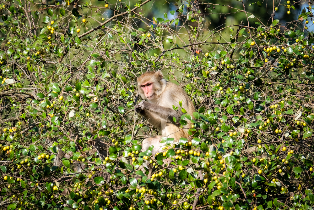 A langur monkey in  the park