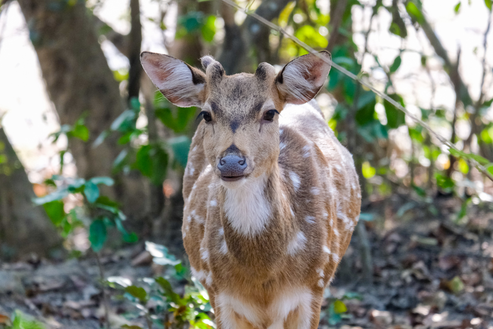 A spotted deer in Jim Corbett