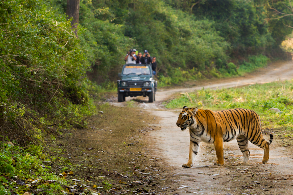 A tiger crosses a path n Jim Corbett national Park