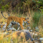 A tiger crosses a riverbed while visiting Jim corbett