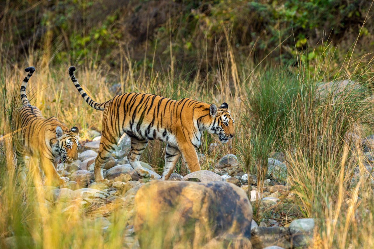 A tiger crosses a riverbed while visiting Jim corbett