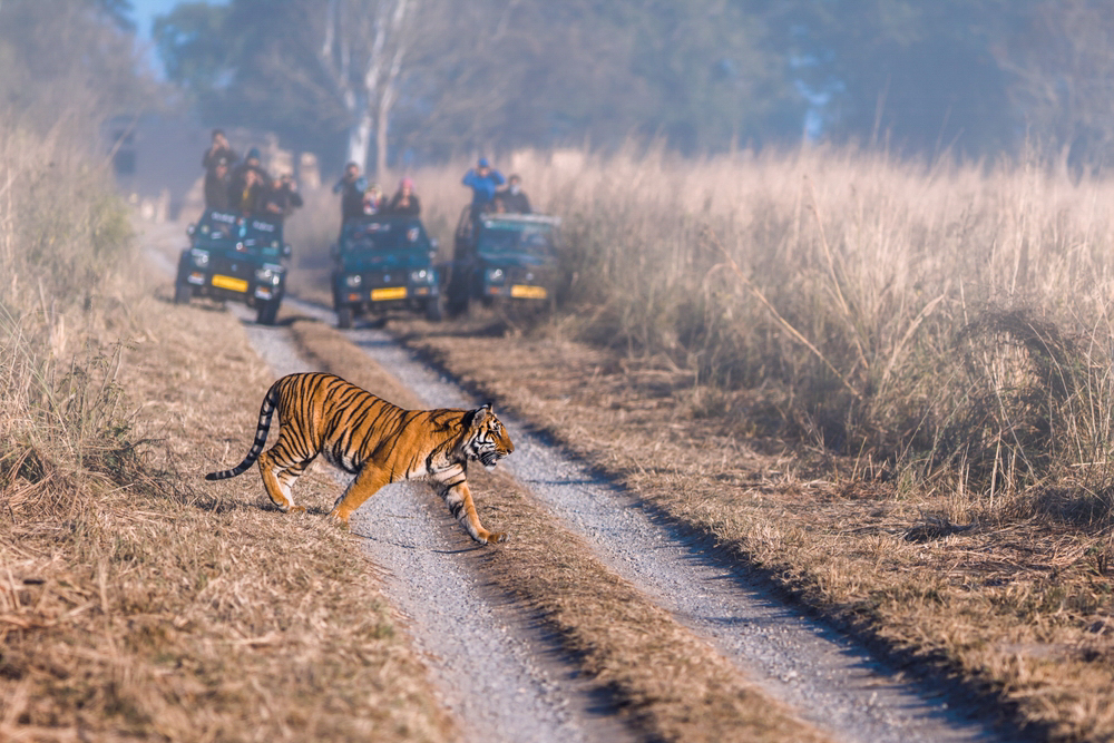 A tiger crosses a path in dry grass in Jim Corbett national Park