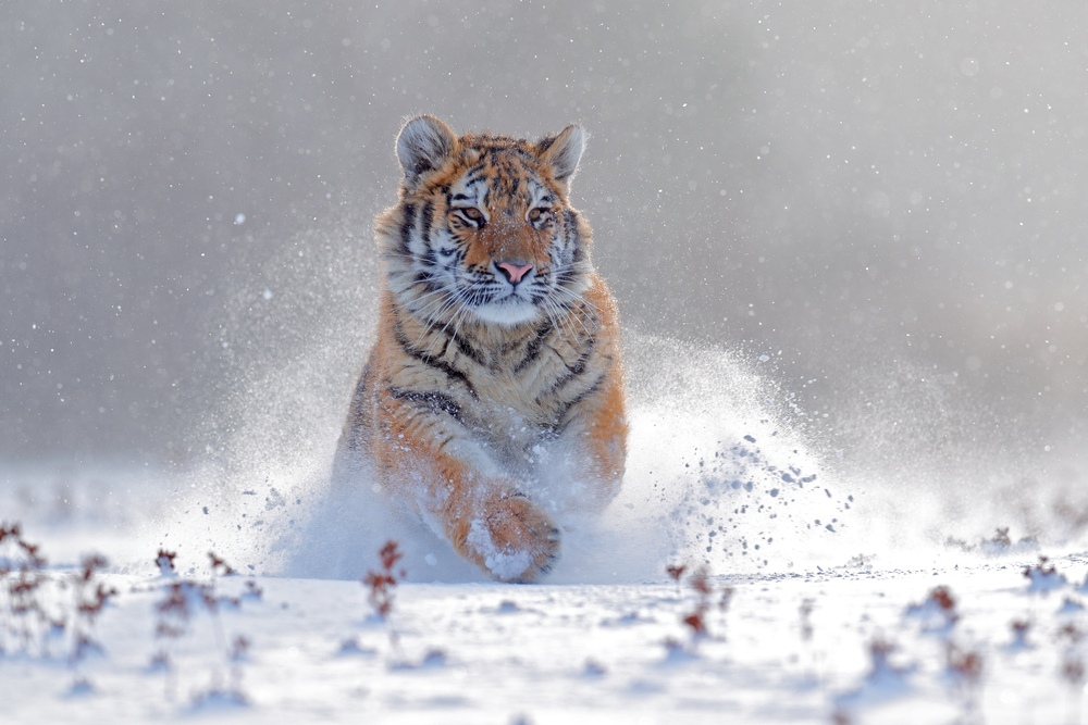 Siberian tiger in Russia – one of the countries where you can see tigers in the wild