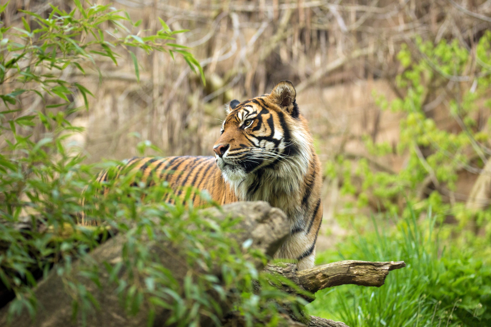 A Sumatran tiger in green grass in Malaysia