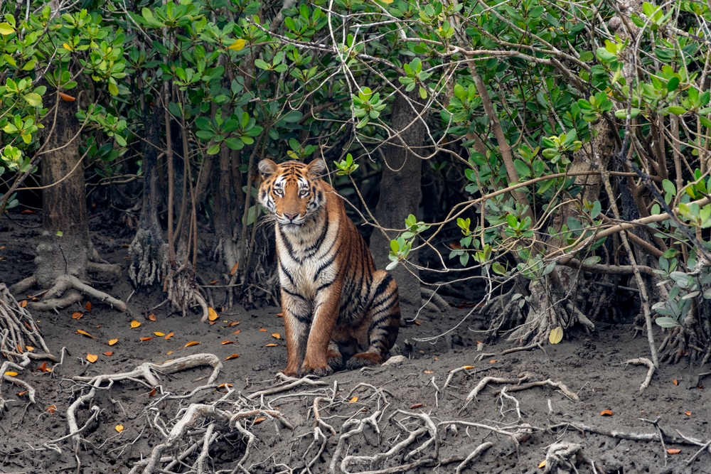 A Bengal tiger in mangroves of the Sundarbans