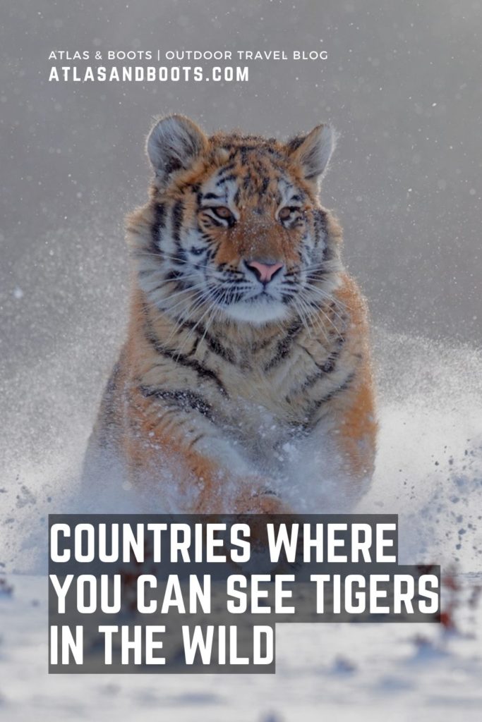 countries where you can see tigers in the wild Pinterest pin