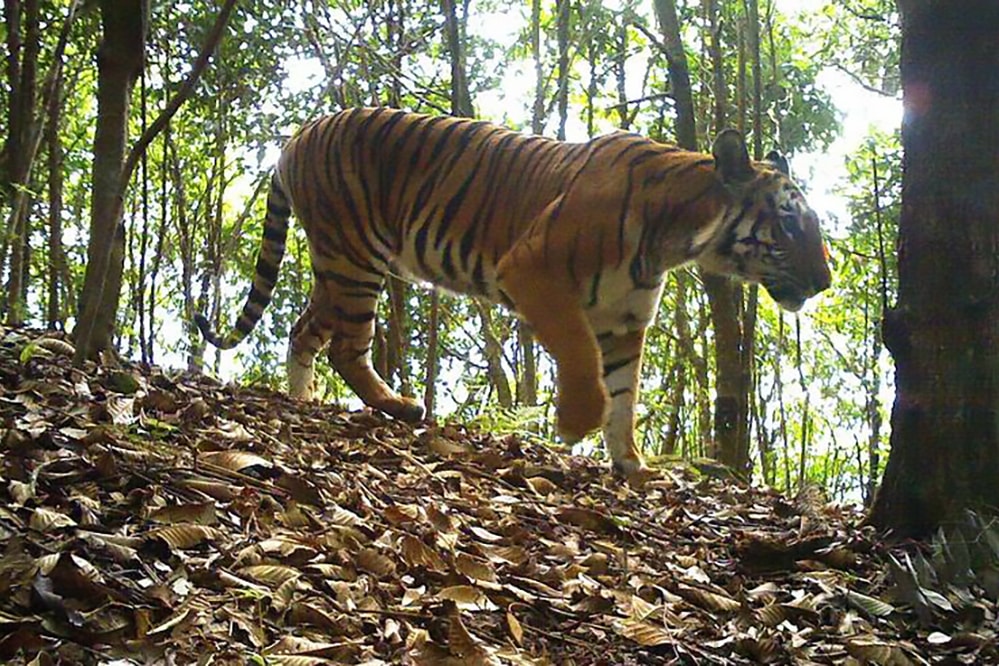 A tiger in Laos in 2013