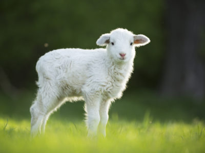 Animal Cruelty Index: which country ranks the worst?