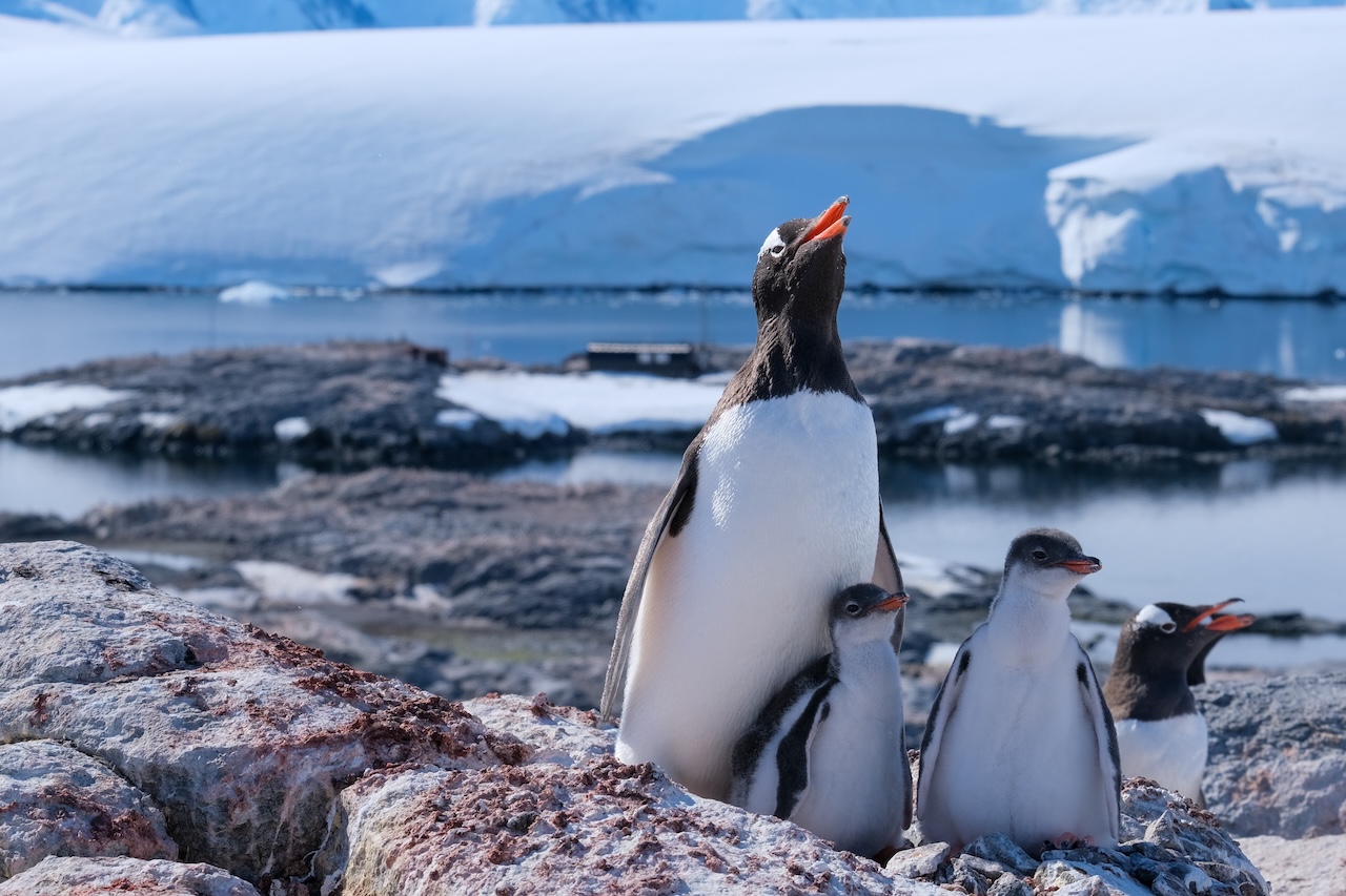 Gentoo family and chicks at Port Lockroy