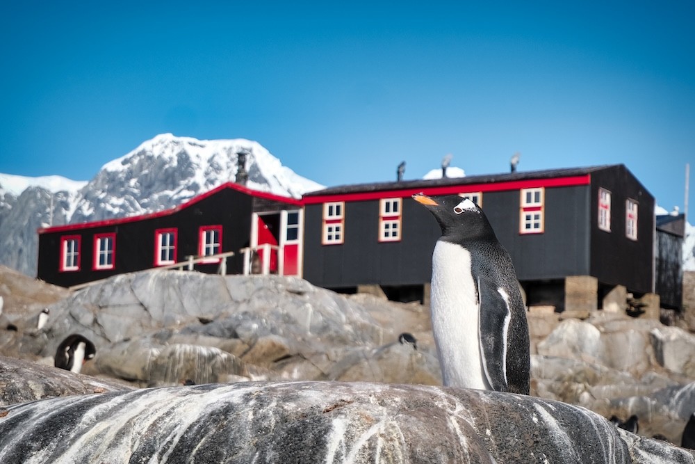 A penguin at Port Lockroy