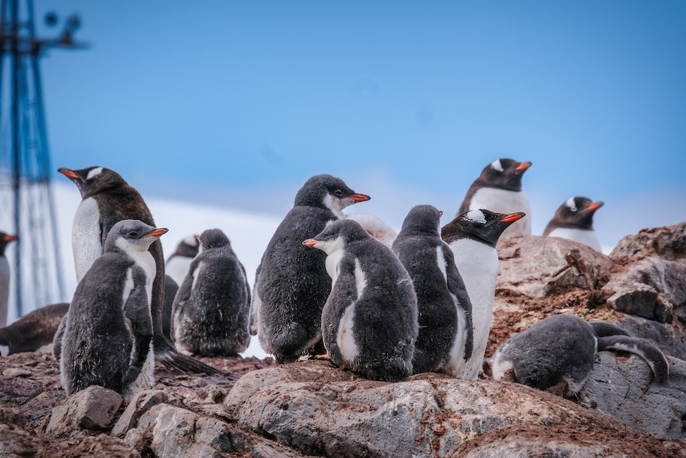 A creche of penguin chicks must be counted by the wildlife monitor in Antarctica 
